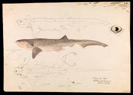 Image result for Notorynchus cepedianus