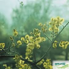 Attēlu rezultāti vaicājumam “Salix aurita flower”