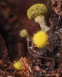 Attēlu rezultāti vaicājumam “Physarum viride stalked”