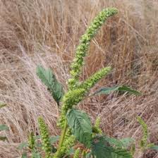 Attēlu rezultāti vaicājumam “Amaranthus retroflexus flower”