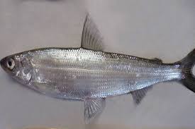 Image result for Coregonus albula