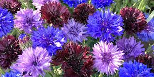 Image result for Centaurea cyanus