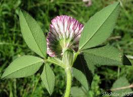 Attēlu rezultāti vaicājumam “Trifolium pratense flower”