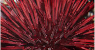 Image result for Mesocentrotus franciscanus