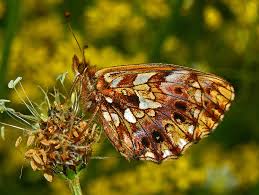 Attēlu rezultāti vaicājumam “Boloria titania upperside”