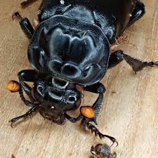 Attēlu rezultāti vaicājumam “Arcyria affinis young”