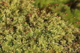 Attēlu rezultāti vaicājumam “Ctenidium molluscum”