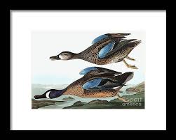 Image result for Anas discors