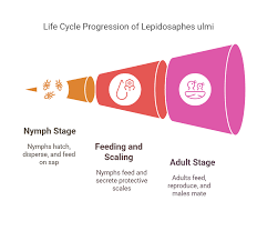 Attēlu rezultāti vaicājumam “Lepidosaphes ulmi”