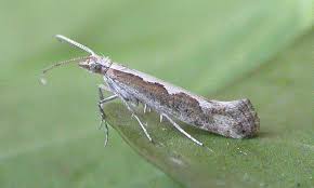 Attēlu rezultāti vaicājumam “Plutella xylostella”