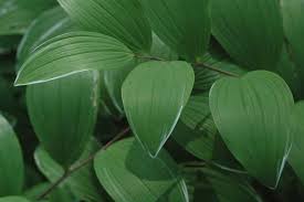 Attēlu rezultāti vaicājumam “Polygonatum odoratum”