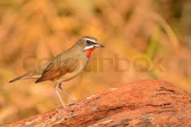 Image result for Luscinia sibilans