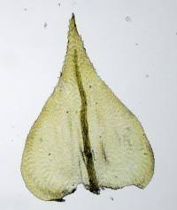 Attēlu rezultāti vaicājumam “Cribraria oregana”