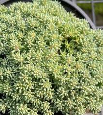 Attēlu rezultāti vaicājumam “Sedum hispanicum”