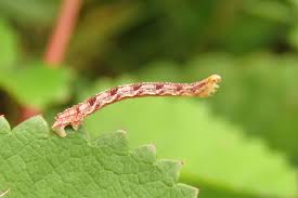 Attēlu rezultāti vaicājumam “Eupithecia satyrata”