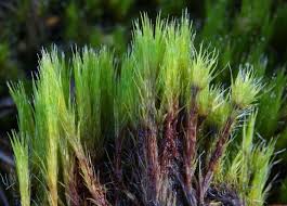 Attēlu rezultāti vaicājumam “Campylopus introflexus”