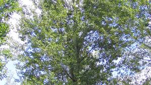 Attēlu rezultāti vaicājumam “Populus x canescens”