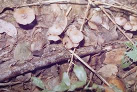 Attēlu rezultāti vaicājumam “Psathyrella pygmaea”