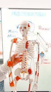 Image result for body midline