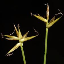 Attēlu rezultāti vaicājumam “Carex pauciflora”