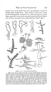 Attēlu rezultāti vaicājumam “Batrachospermum moniliforme”