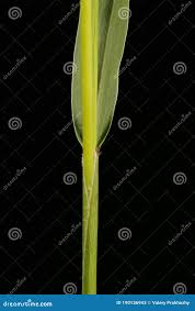 Attēlu rezultāti vaicājumam “Setaria viridis leaf”