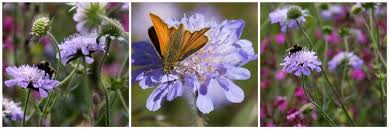 Attēlu rezultāti vaicājumam “Knautia arvensis fruit”