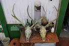 Deer skulls outside Post, Abhainnsuidhe - via Daymix