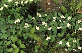 Attēlu rezultāti vaicājumam “Cotoneaster multiflorus leaf”