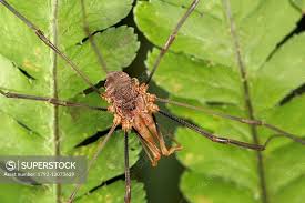 Attēlu rezultāti vaicājumam “Phalangium opilio”