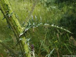Attēlu rezultāti vaicājumam “Cirsium palustre fruit”