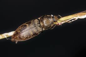 Attēlu rezultāti vaicājumam “Prosternon tessellatum”