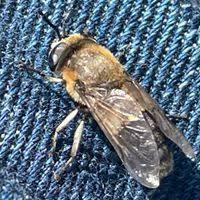 Attēlu rezultāti vaicājumam “Heptatoma pellucens”