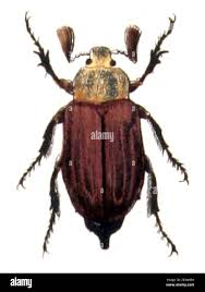 Attēlu rezultāti vaicājumam “Melolontha hippocastani imago”