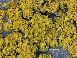 Attēlu rezultāti vaicājumam “Xanthoria candelaria”