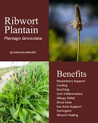 Attēlu rezultāti vaicājumam “Cribraria rubiginosa stalked”