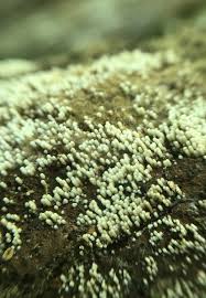 Attēlu rezultāti vaicājumam “Henningsomyces candidus”