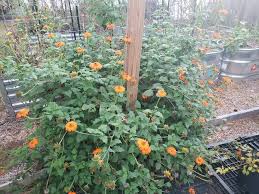 Image result for Tithonia rotundifolia