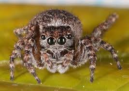 Attēlu rezultāti vaicājumam “Aelurillus v-insignitus”