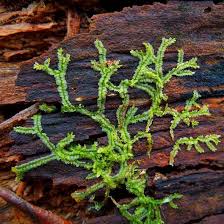 Attēlu rezultāti vaicājumam “Lophocolea”