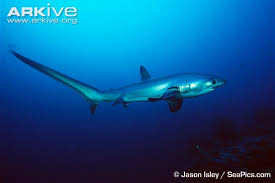 Image result for Alopias pelagicus