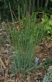 Attēlu rezultāti vaicājumam “Koeleria glauca flower”