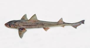 Image result for Mustelus antarcticus