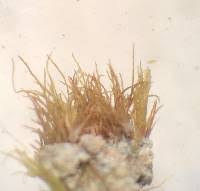 Attēlu rezultāti vaicājumam “Seligeria pusilla”