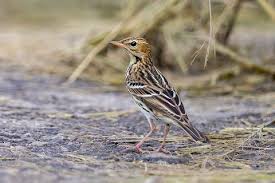 Image result for Anthus gustavi