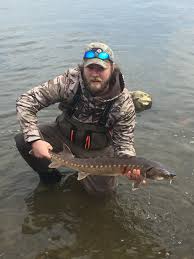 Image result for Huso brevirostrum