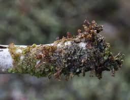 Attēlu rezultāti vaicājumam “Frullania fragilifolia macro”