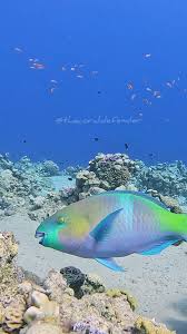 Image result for Scarus ferrugineus