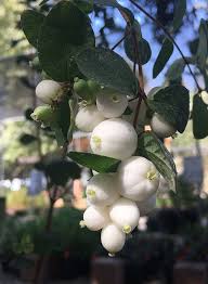 Attēlu rezultāti vaicājumam “Symphoricarpos albus fruit”