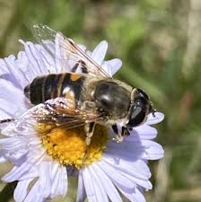 Attēlu rezultāti vaicājumam “Eristalis sp.”